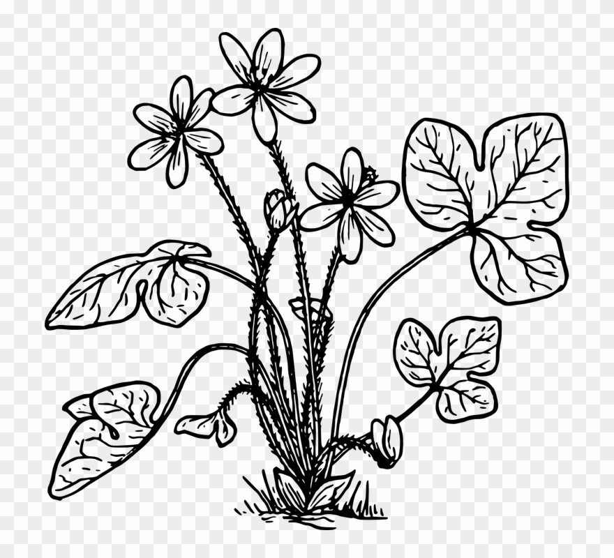 Cotton Clipart Cotton Crop - Plantas Hepaticas Para Colorear - Png Download