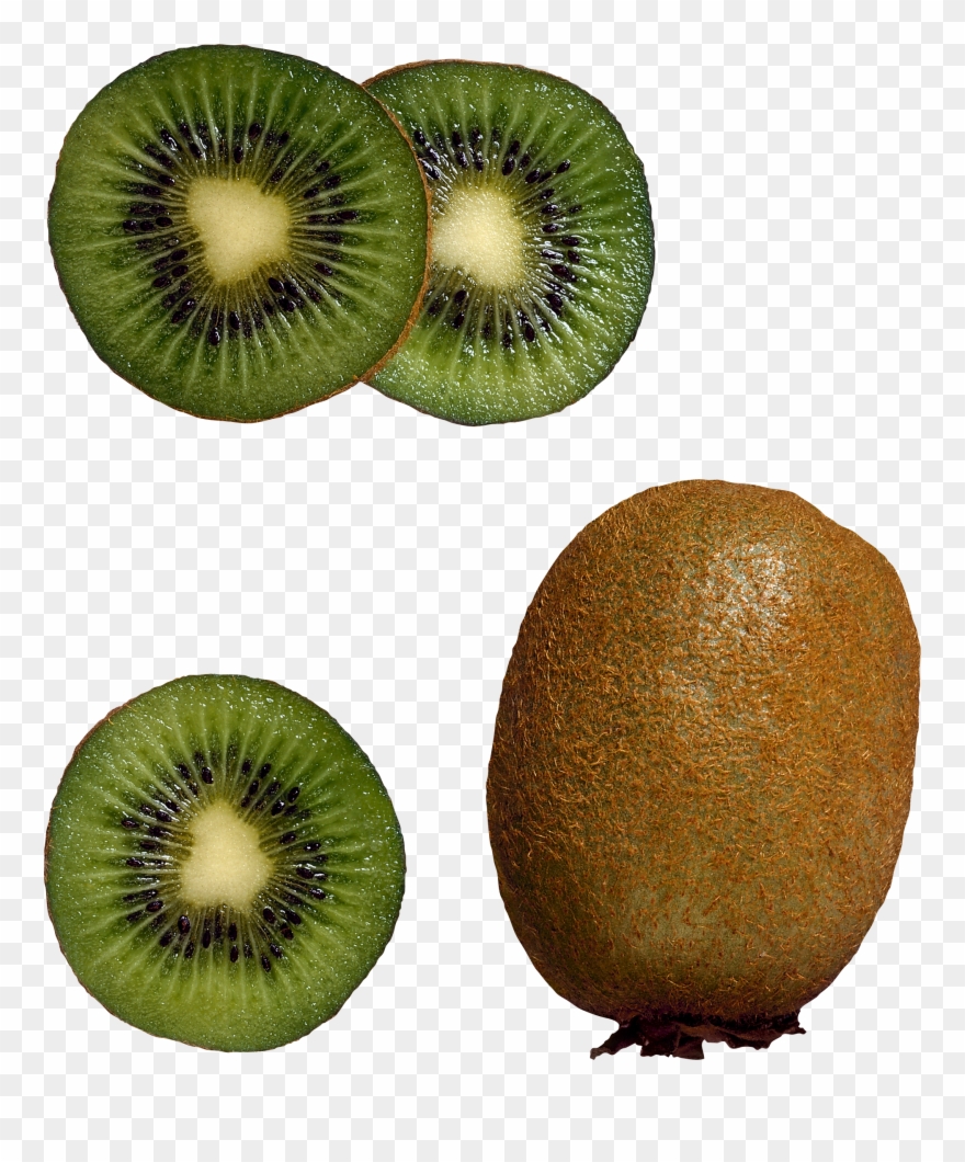 Coral Clipart Hardy - Fruit From Top Png Transparent Png