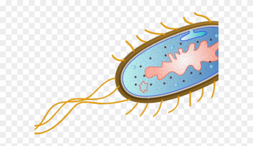 Escherichia Coli Clipart Microbiology - Escherichia Coli Vector Png Transparent Png