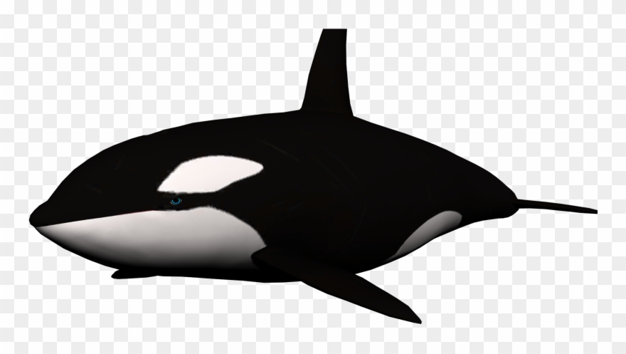 Black - Transparent Background Whale Png Clipart