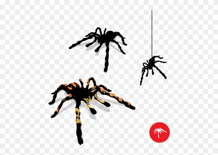 Tarantula Clipart Spider Head - Spider Vector Png Transparent Png