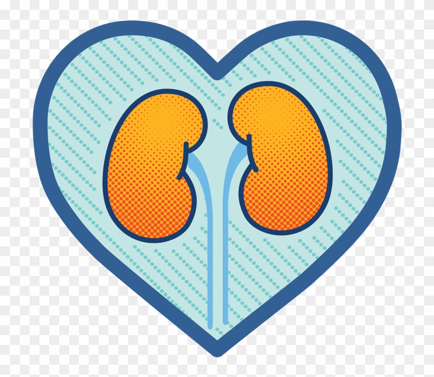 Osprey Medical And Ge Healthcare Launch New Educational - Kidney Clipart