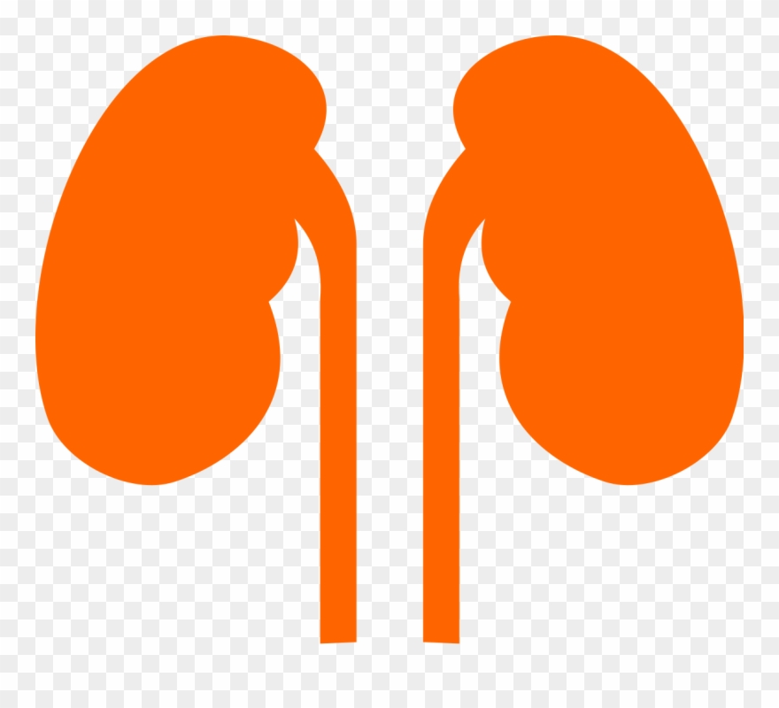 Kidneys Noun 524431 Cc Orange Orange Kidneys Clipart (895125