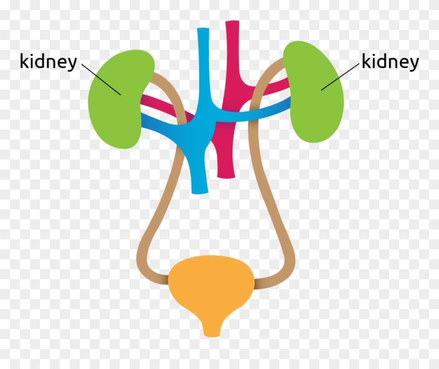 Diagram Of The Kidneys Clipart