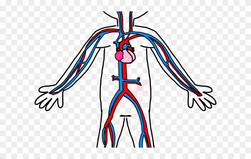 Heart Shaped Clipart Circulatory - Simple Circulatory System Diagram - Png Download