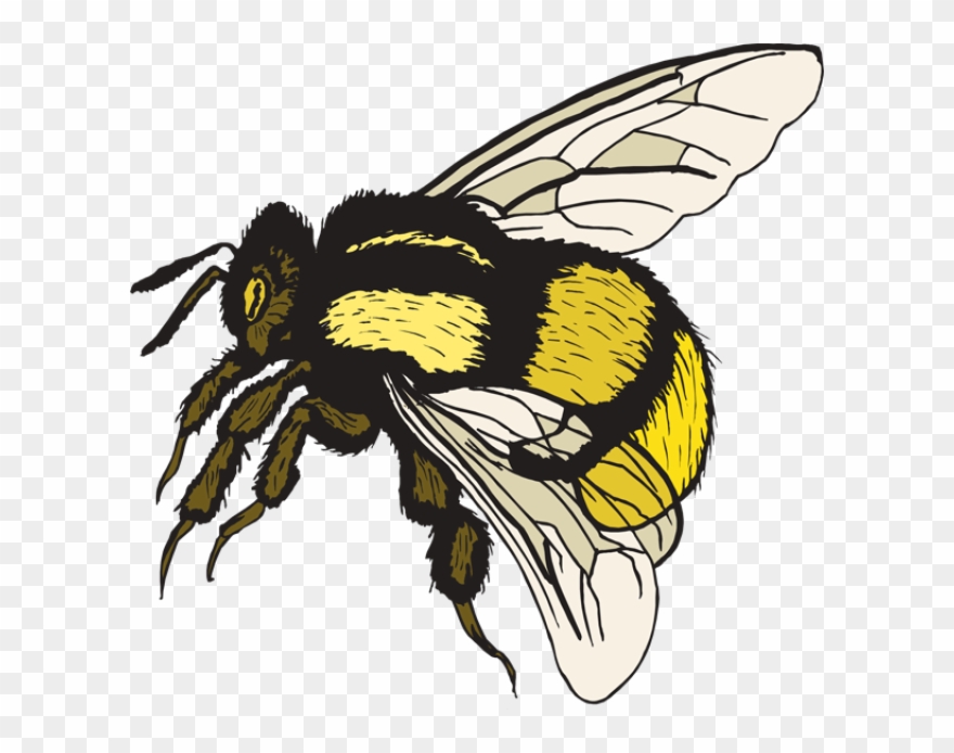 Free Clip Art Bumble Bee - Png Download