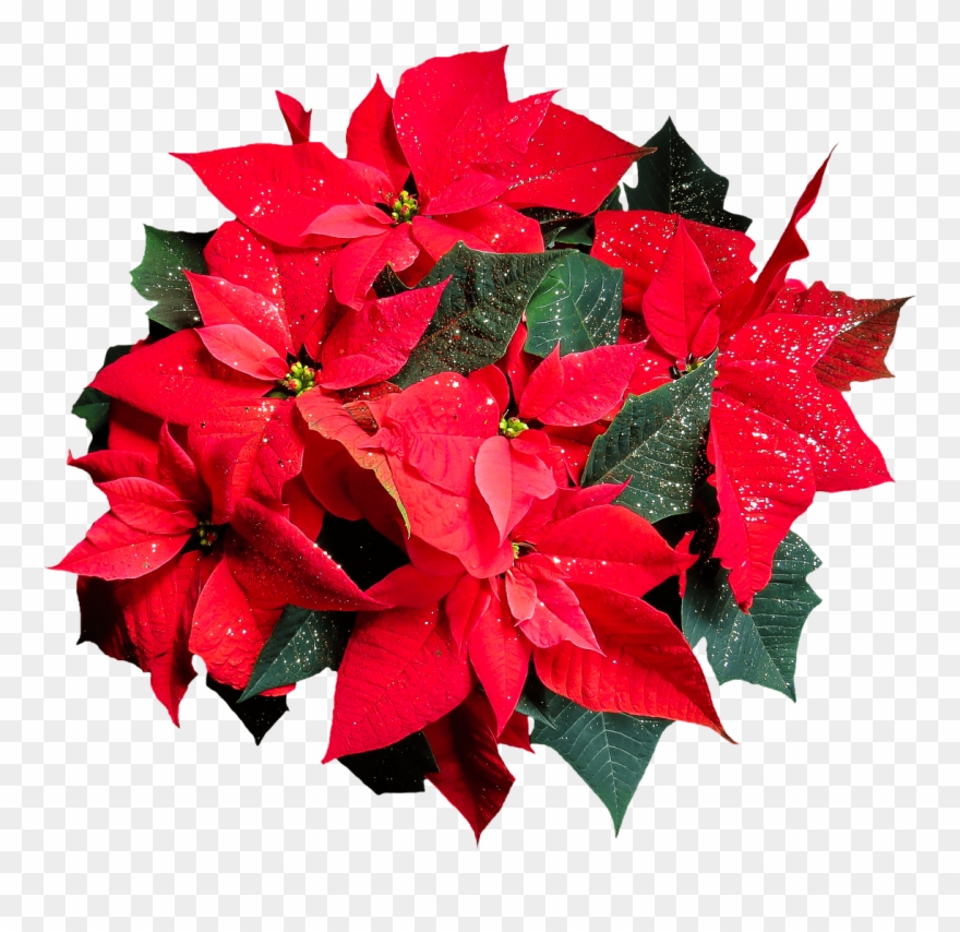 Publicat De Eu Ciresica La - Poinsettia Flower Transparent Background Clipart