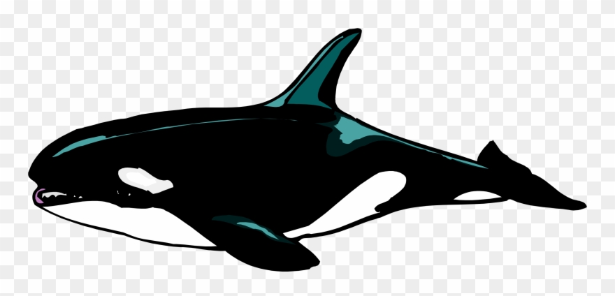 Download - - Orca Malvorlage Clipart