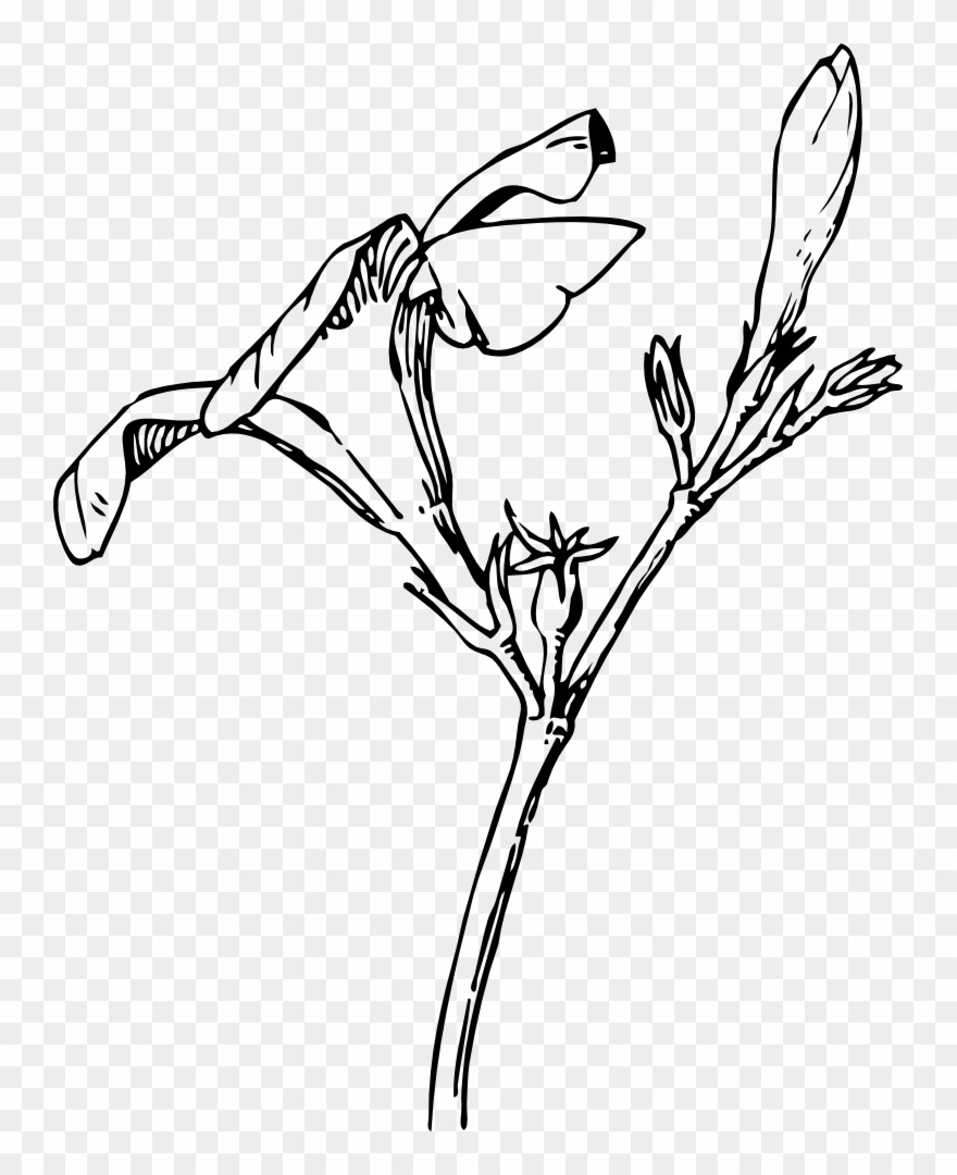 Bud Vector Clipart Black And White - Oleander Drawing - Png Download