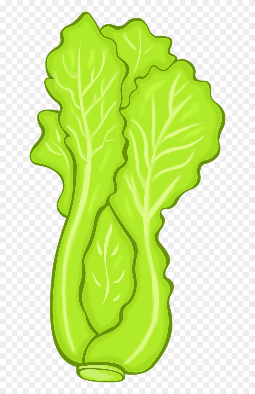Lettuce Vegetables Food - รูป ผัก กาด ขาว การ์ตูน Clipart