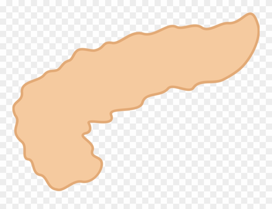 Pancreas Clipart - Png Download