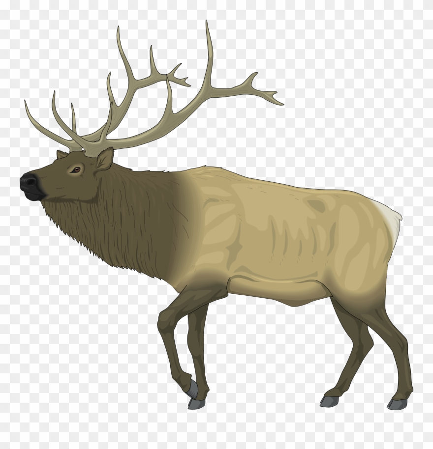 Raindeer Clipart - Clipart Library - Elk Clipart - Png Download