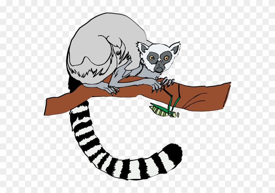 Clipart Info - Ring Tailed Lemur Clipart - Png Download