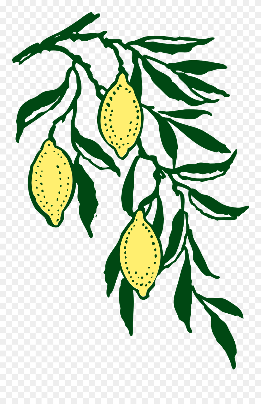 Lemon Line & Form Art Citrus Computer Icons - Lemon Branch Clip Art - Png Download