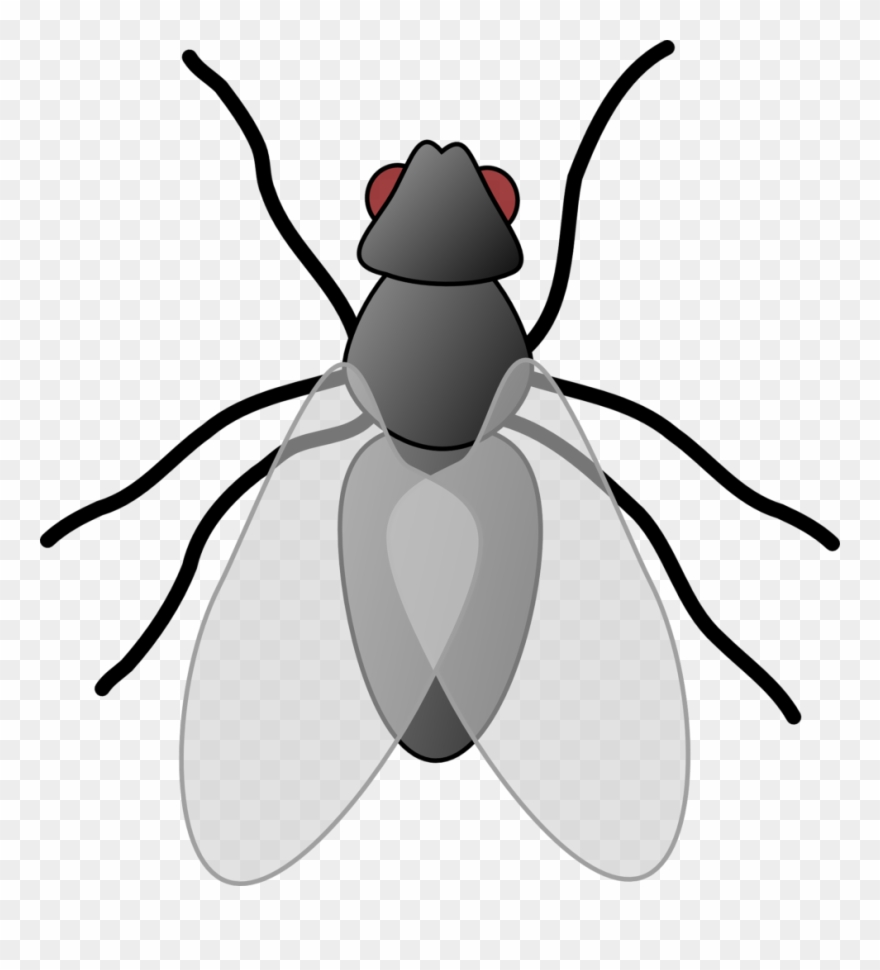 Fly Clip Art - Flies Clipart - Png Download