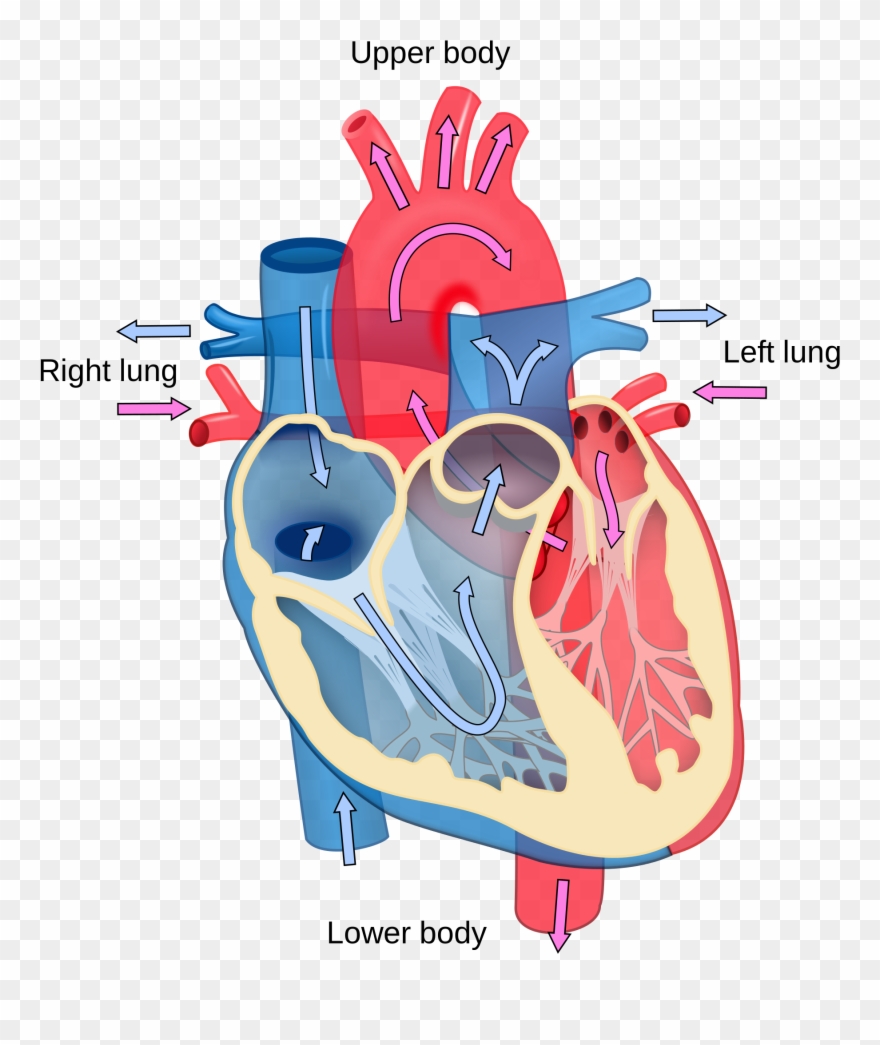 Clip Art Library Download Clipart Human Heart - Cardiac Output - Png Download