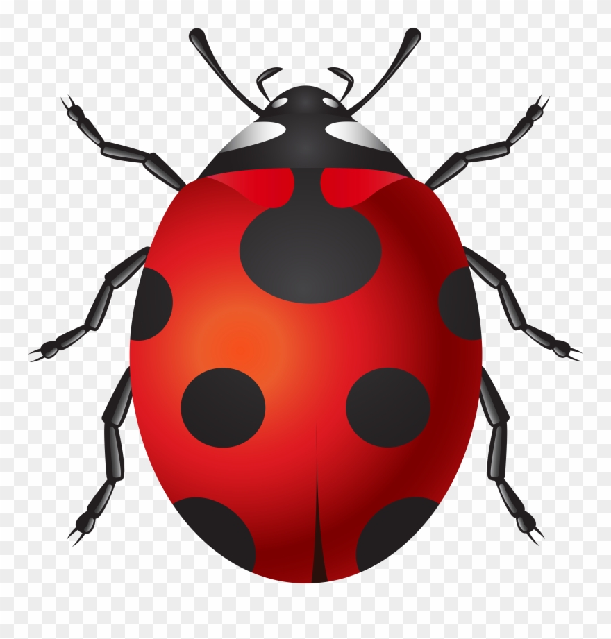 Ladybug Png Clip Art Transparent Png