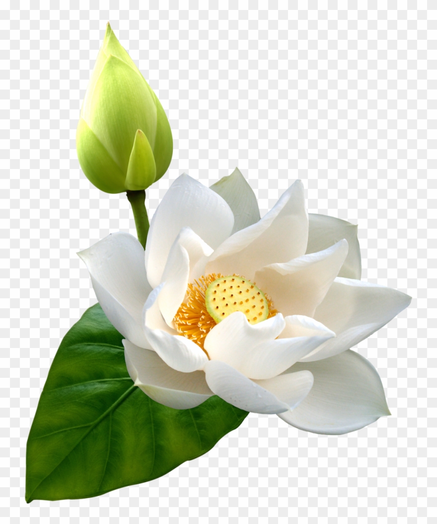 White Lotus Png Clip Art - Transparent Lotus Flower Png