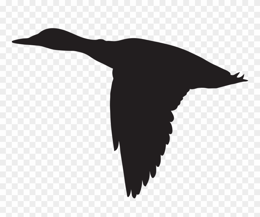 Albatross Clipart Clip Art - Png Download