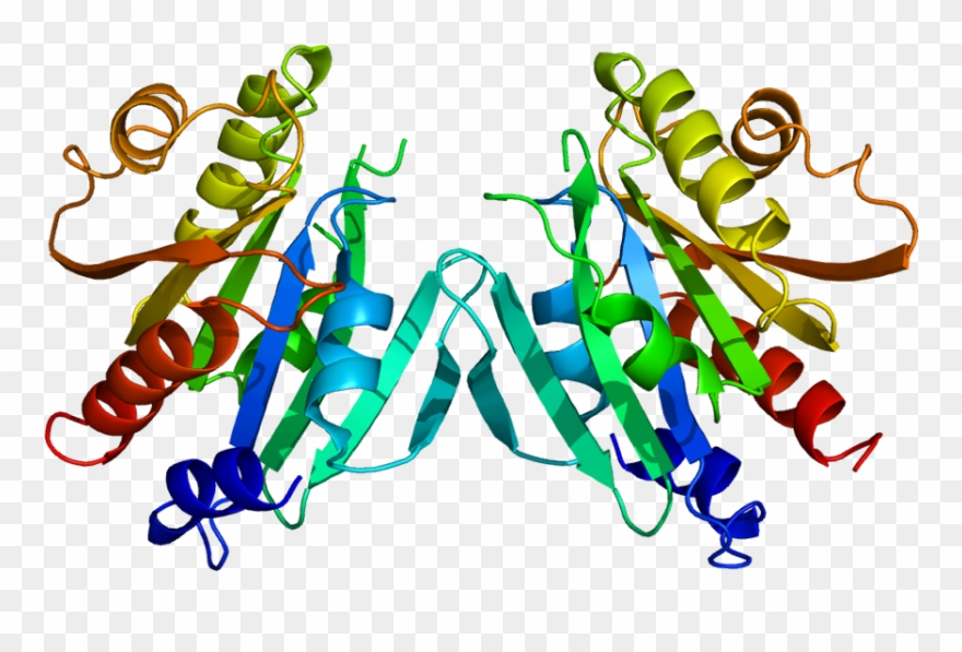 42, 16 December 2009 - Arf Protein Clipart