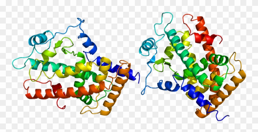 41, 24 December 2009 - Peroxisome Proliferator Activated Receptor Delta Clipart