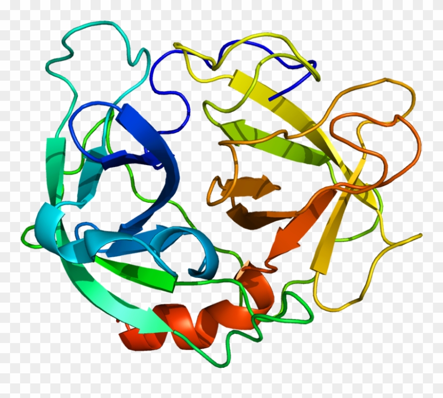 15, 17 December 2009 - Human Neutrophil Elastase Structure Clipart