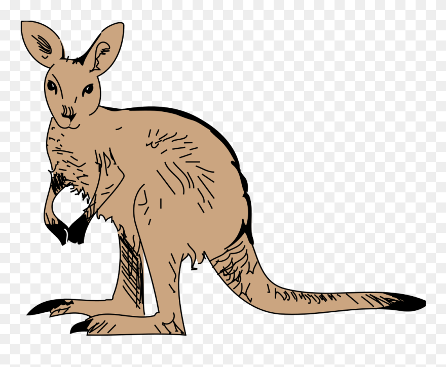 Animals - Possum - Kangaroo Clip Art - Png Download