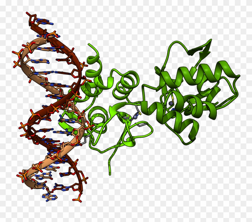 57, 19 December 2017 - Mothers Against Decapentaplegic Homolog 4 Clipart