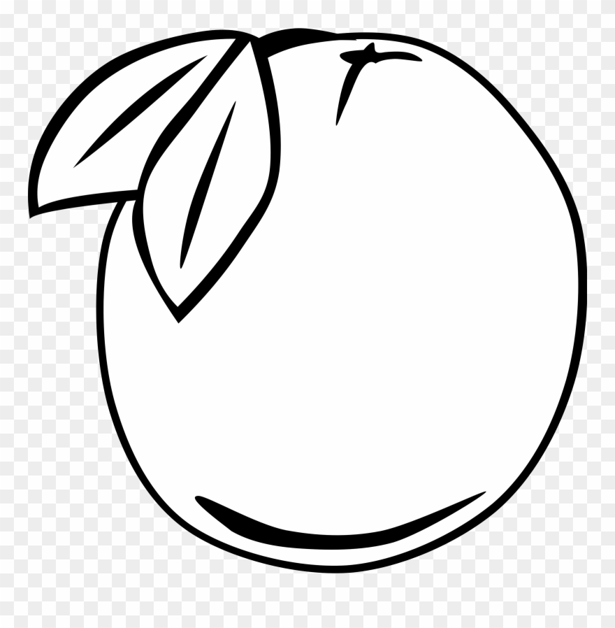 Download Oranges Clipart Coloring Orange Outline Png Download