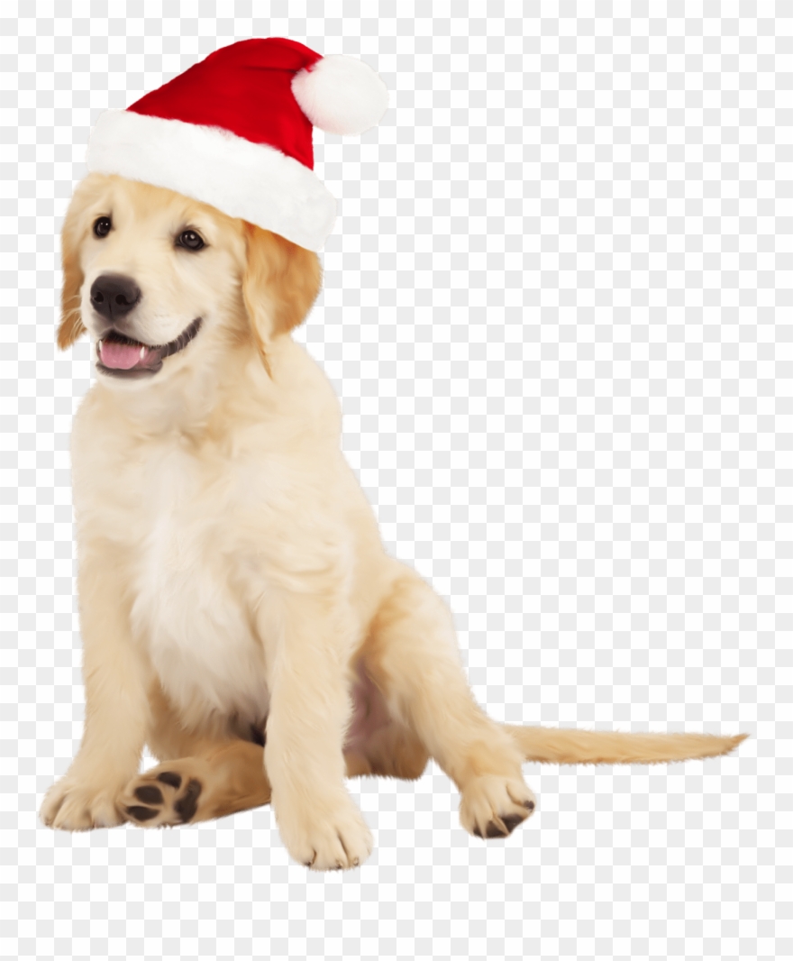 Christmas Golden Retriever Png Clipart