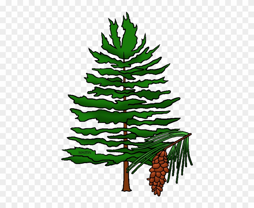 State Tree Of Idaho - Pine Cone Tree Clip Art - Png Download