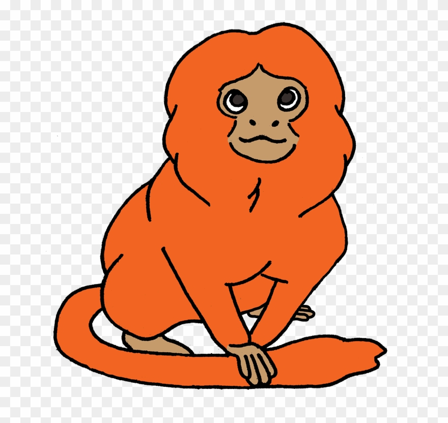 Picture - Golden Lion Tamarin Clipart - Png Download