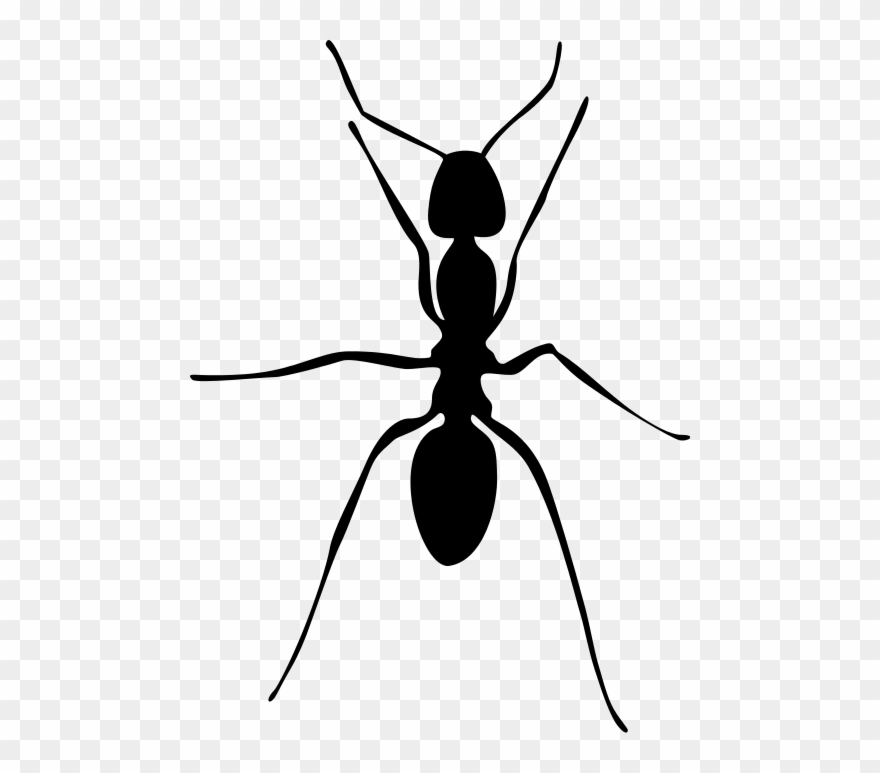 Image Result For Ant Images Black And White - Silhouette Fourmis Clipart