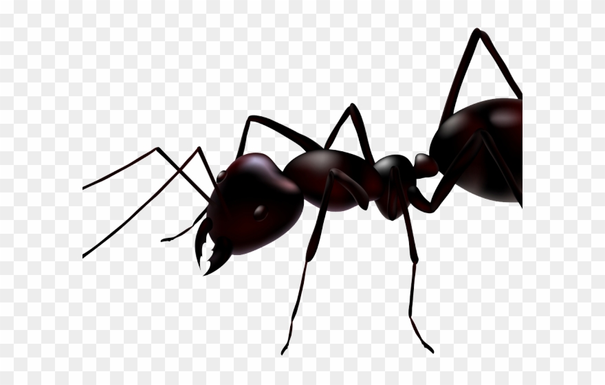 Ant Clipart Transparent Background - Ant Vector - Png Download