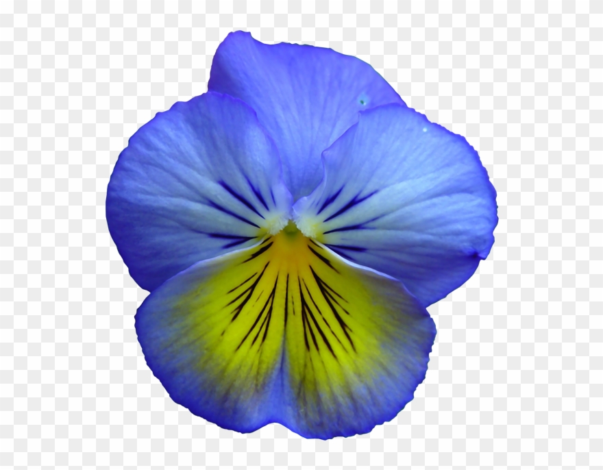 Pansy Clipart Transparent - Free Clip Art Blue Flower - Png Download