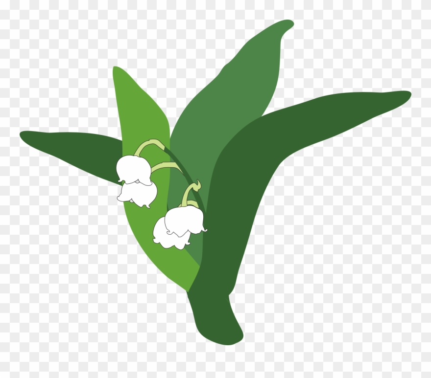 Lily Of The Valley Clipart Transparent - Lirio Do Vale Png