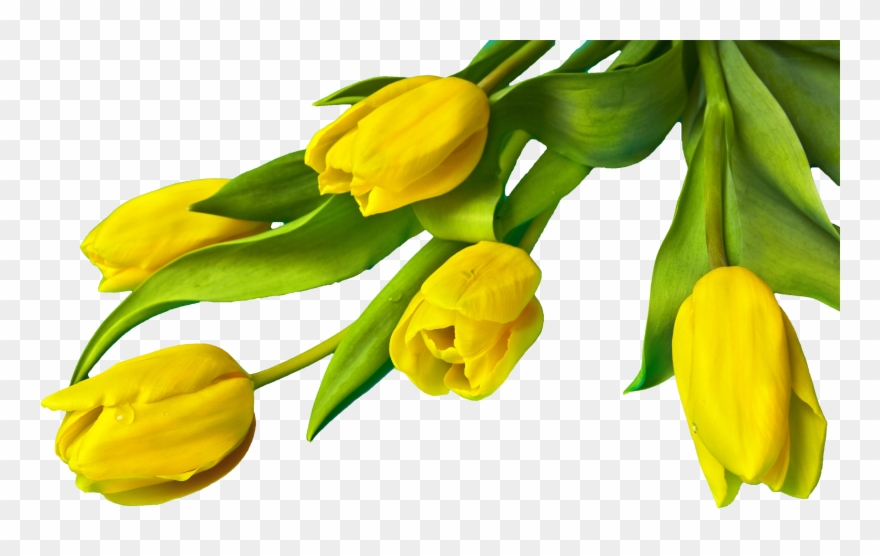 Yellow Tulip Flower Png Clipart