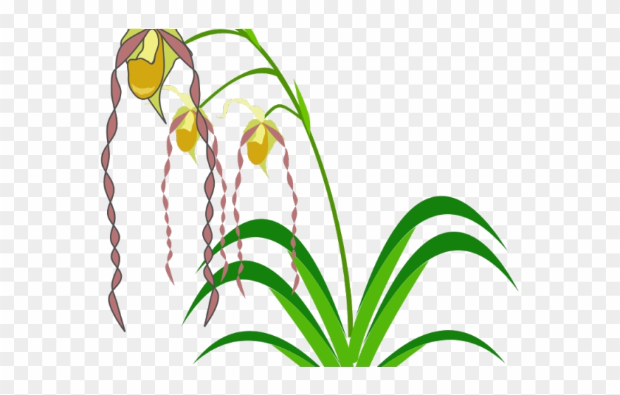 Easter Flower Clipart Flowering Plant - Spectacular Orchids: The Basics Of Growing Your Own - Png Download
