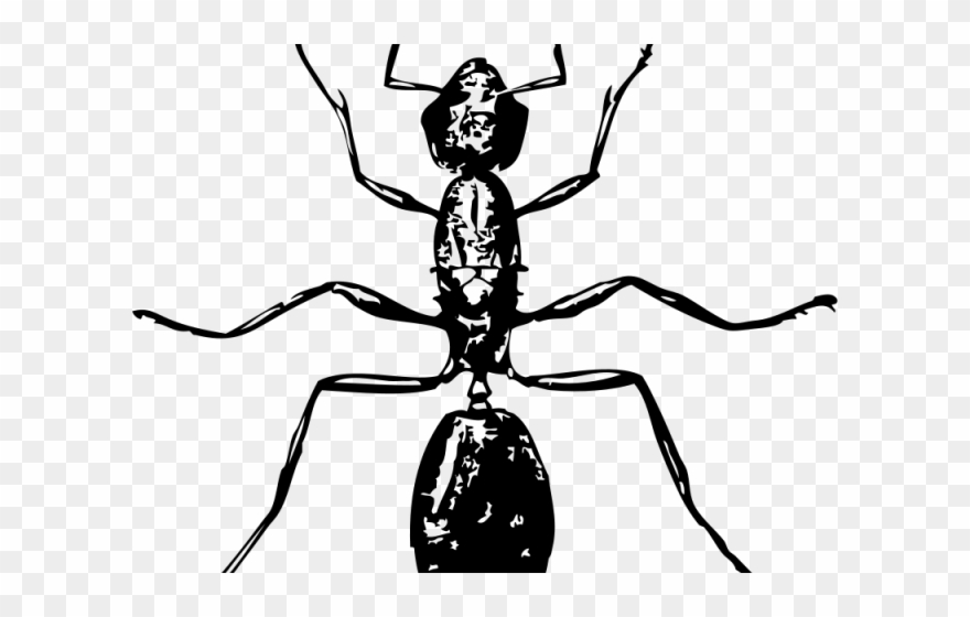 Ant Clipart Carpenter Ant - Insect Black And White - Png Download