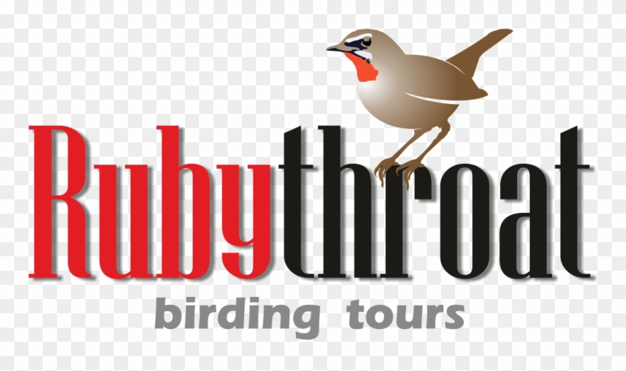 Leaders Rubythroat Birding Tours Main Menu Home - Birdwatching Clipart