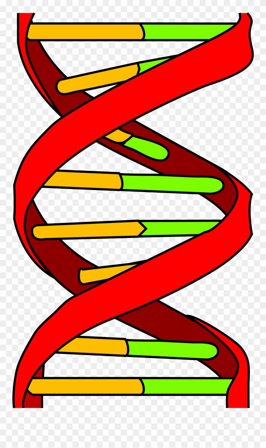 Dna Icon Clipart
