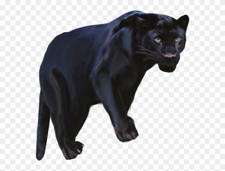 Pantera Animal Png Clipart Black Panther Leopard Jaguar - Pantera Negra Animal Png Transparent Png