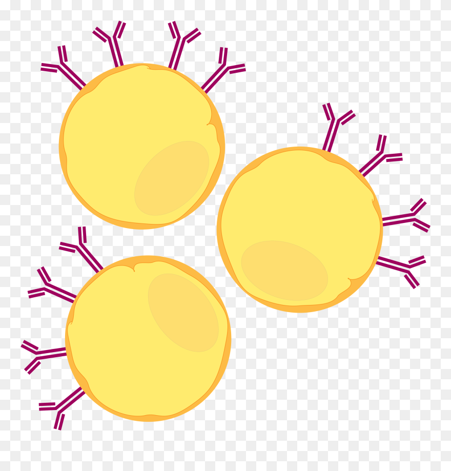 This Cell Line Was Chosen Specifically For Our Assay - Circle Clipart