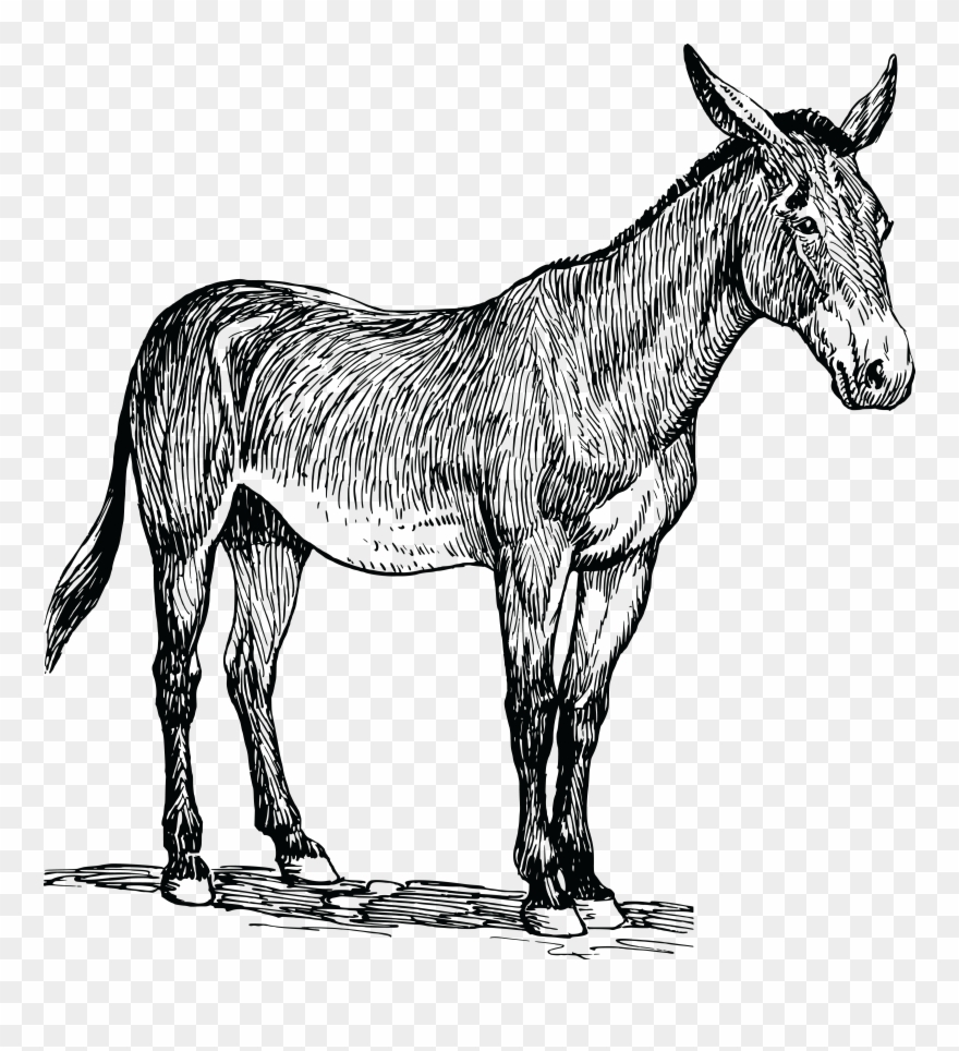 Free Clipart Of A Mule - Drawing Of A Mule - Png Download