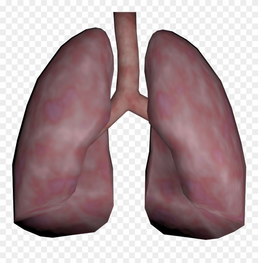 Lungs Png Transparent Images - Lungs 3d Png Clipart