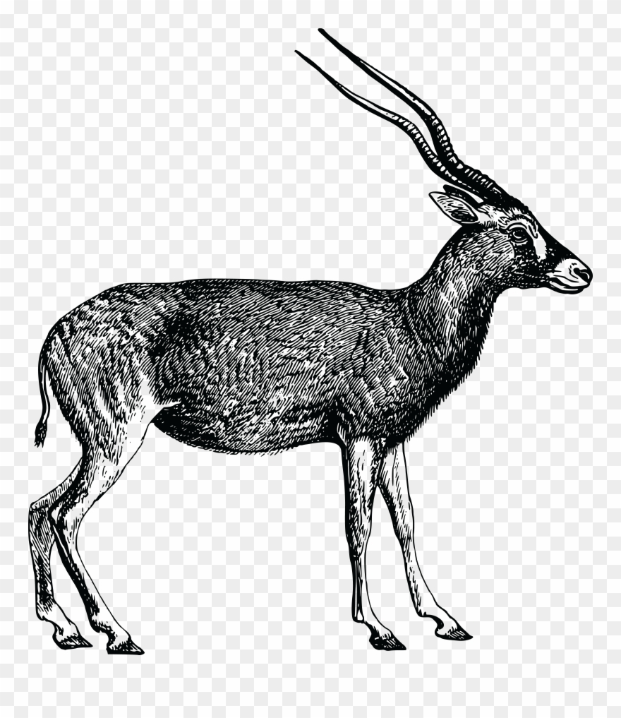 - Eps, - Svg, - Free Clipart Of An Antelope - Antelope Vector Png Black Transparent Png