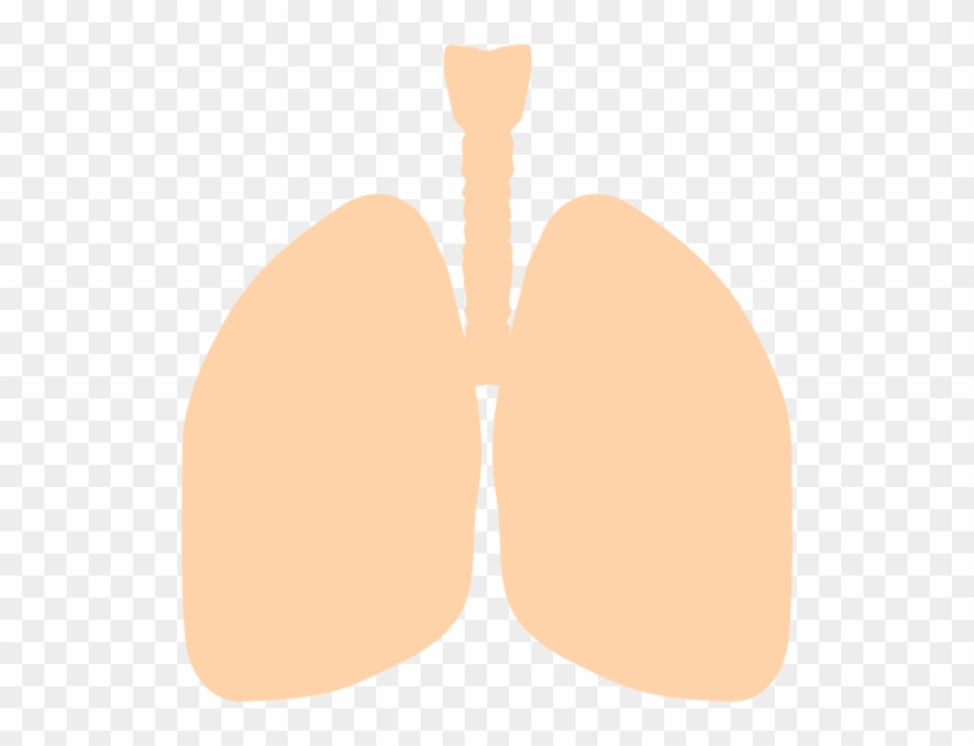 Lung Clipart
