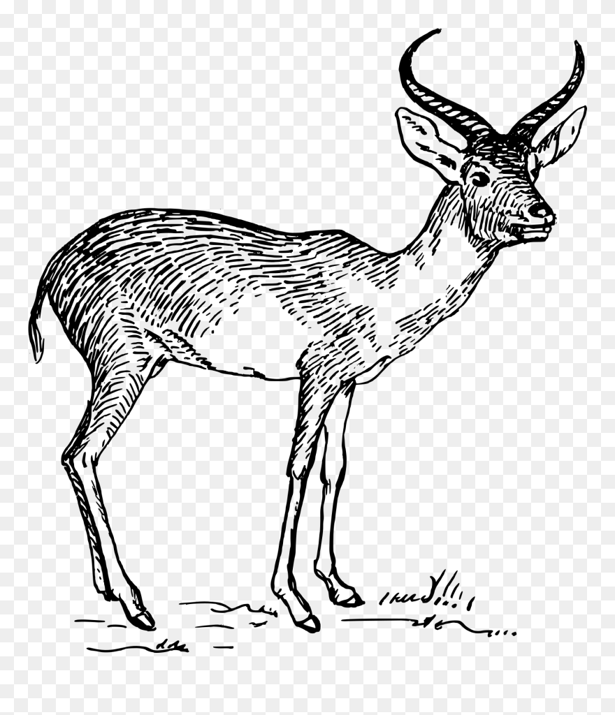 Medium Image - Antelope 2 Clipart