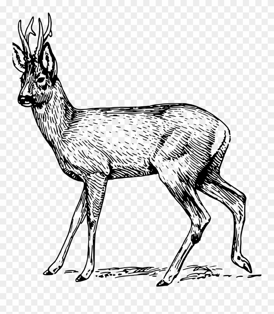 Big Image - Roe Deer Black And White Clipart