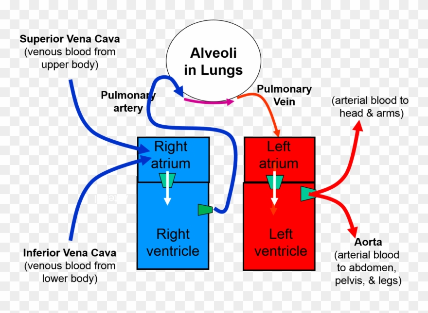Lungs Clipart Heart Blood Vessel - Circulation Between Heart And Lungs - Png Download